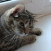 SáGATO CATurday belivornot: Luntia, la gata rusa con cinco orejas