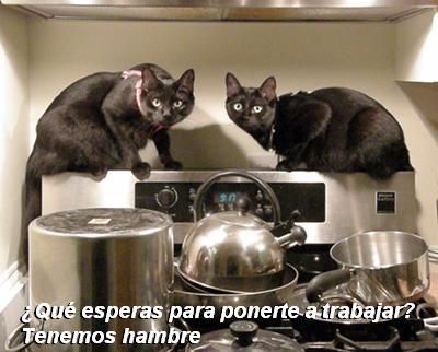 Un SaGATO CATurday culinario: 11 recetas para gatos