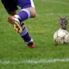 Hoy es SáGATO (¿ya cuántos llevo? No importa): La Kitty World Cup o Gatos y Fútbol