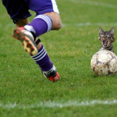 Hoy es SáGATO (¿ya cuántos llevo? No importa): La Kitty World Cup o Gatos y Fútbol