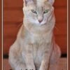 Hoy es SáGATO (V): Poesías a los Gatos