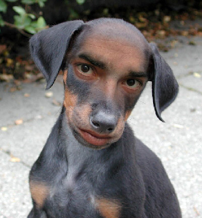 perro1