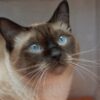 Busco gato