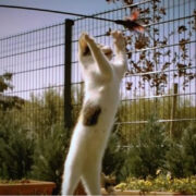 Slow Motion Kitties: Gatitos en Cámara Leeeenta