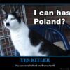 Kitler: vuelven los post de SáGATO CATurday ahora con bigotito