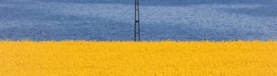 Bright yellow canola field contrasting with the blue sea, under a clear sky.