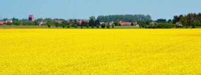 oilseed rape, village, yellow, nature, landscape, field, rape blossom, field of rapeseeds, heaven, börde, saxony-anhalt, panorama, spring, yellow flowers